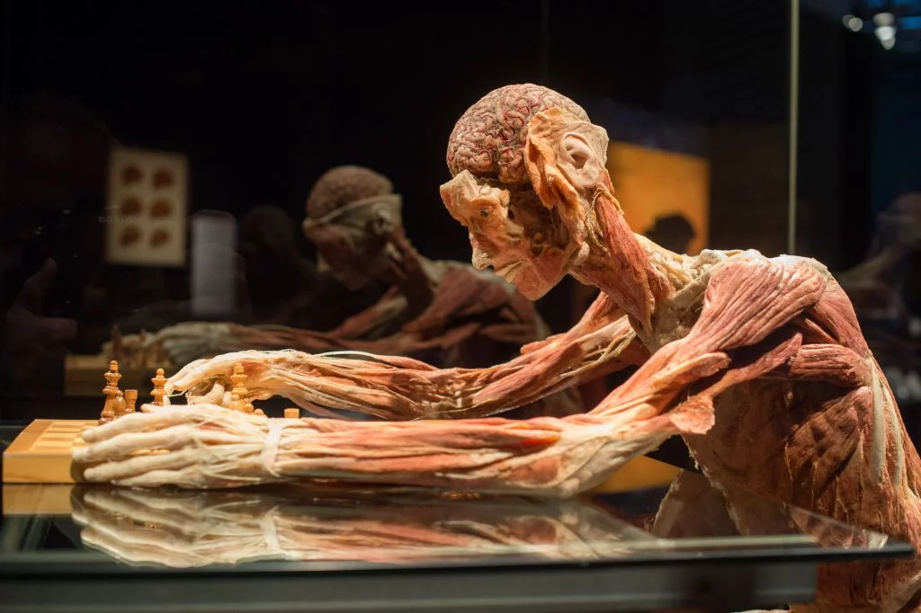 Body Worlds