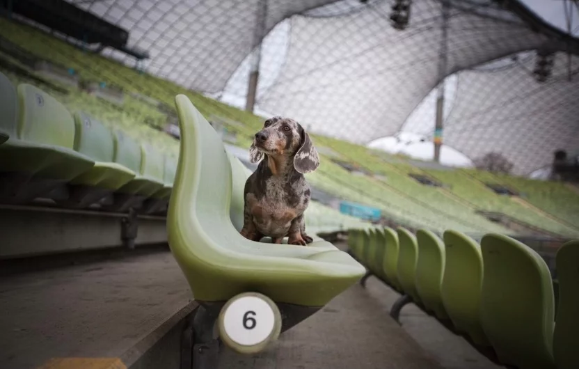 The Dachshund Day